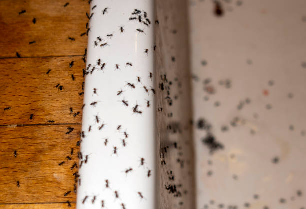Best Cockroach Control Services  in Nyssa, OR