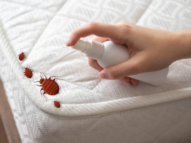 Best Ant Control Services  in Nyssa, OR